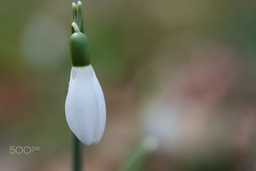 Nikon AF-S Micro-Nikkor 60mm F2.8G ED sample photo. Galanthus nivalis photography