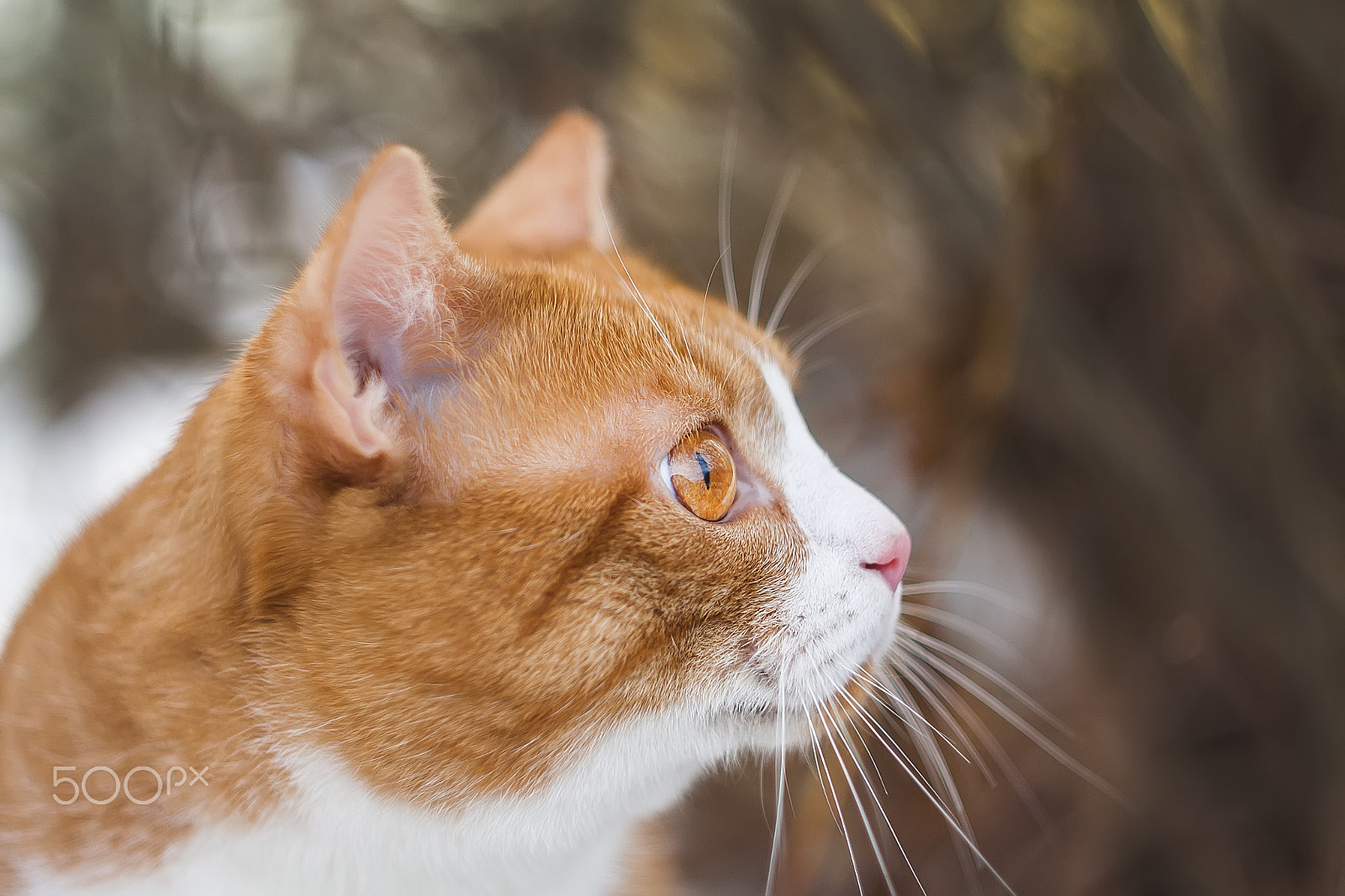 Canon EF 35-80mm f/4-5.6 sample photo. Garfield photography