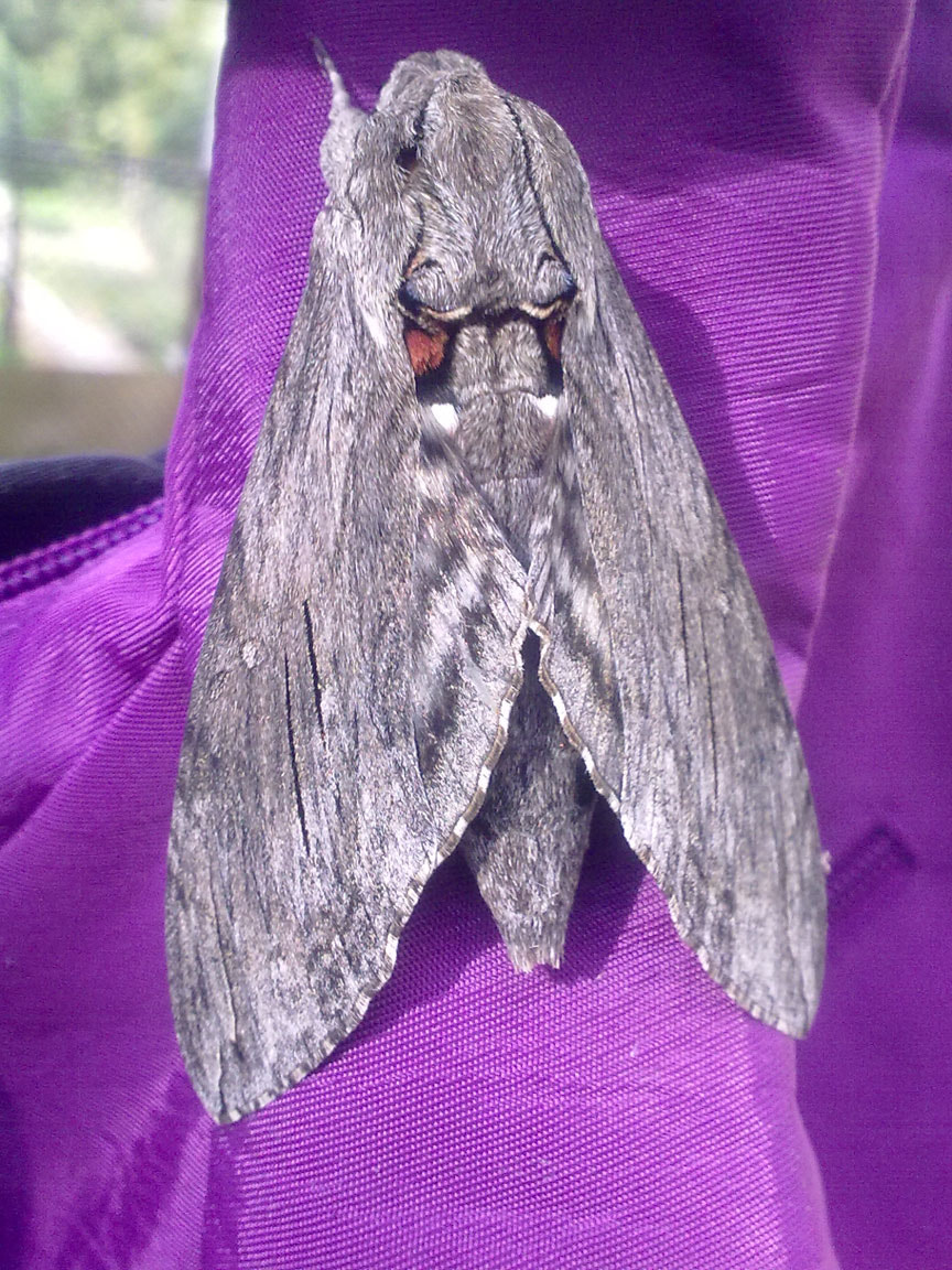 Nokia 5530 sample photo. Moth photography