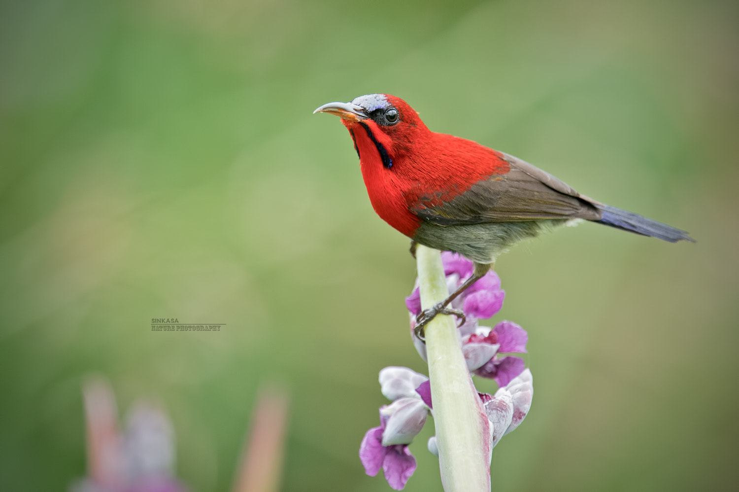 Nikon Nikkor AF-S 300mm F4E PF ED VR sample photo. Crimson sunbird photography