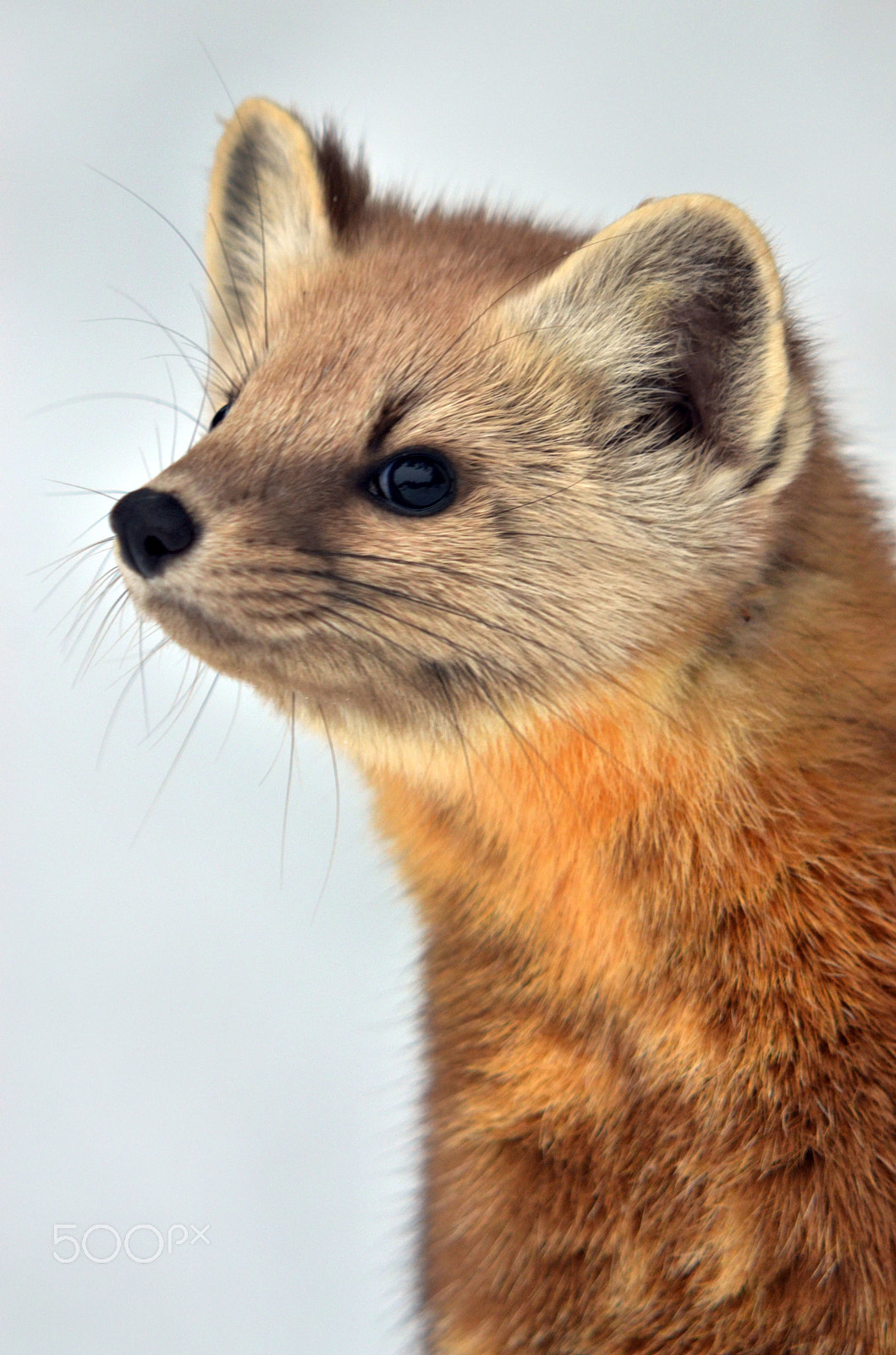 AF Zoom-Nikkor 24-120mm f/3.5-5.6D IF sample photo. Pine marten photography