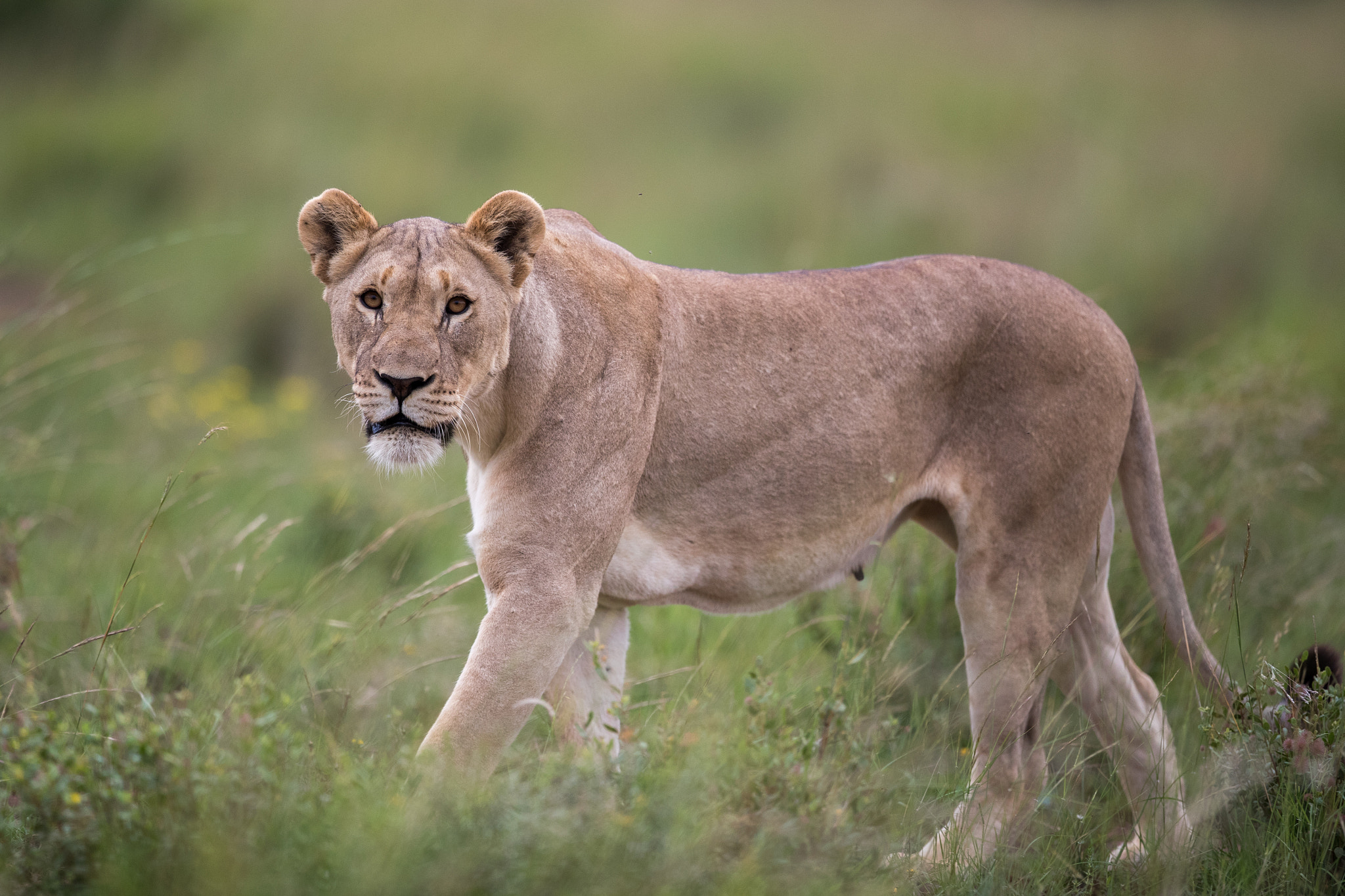 Canon EF 400mm F2.8L IS USM sample photo. Pilanesberg lion photography