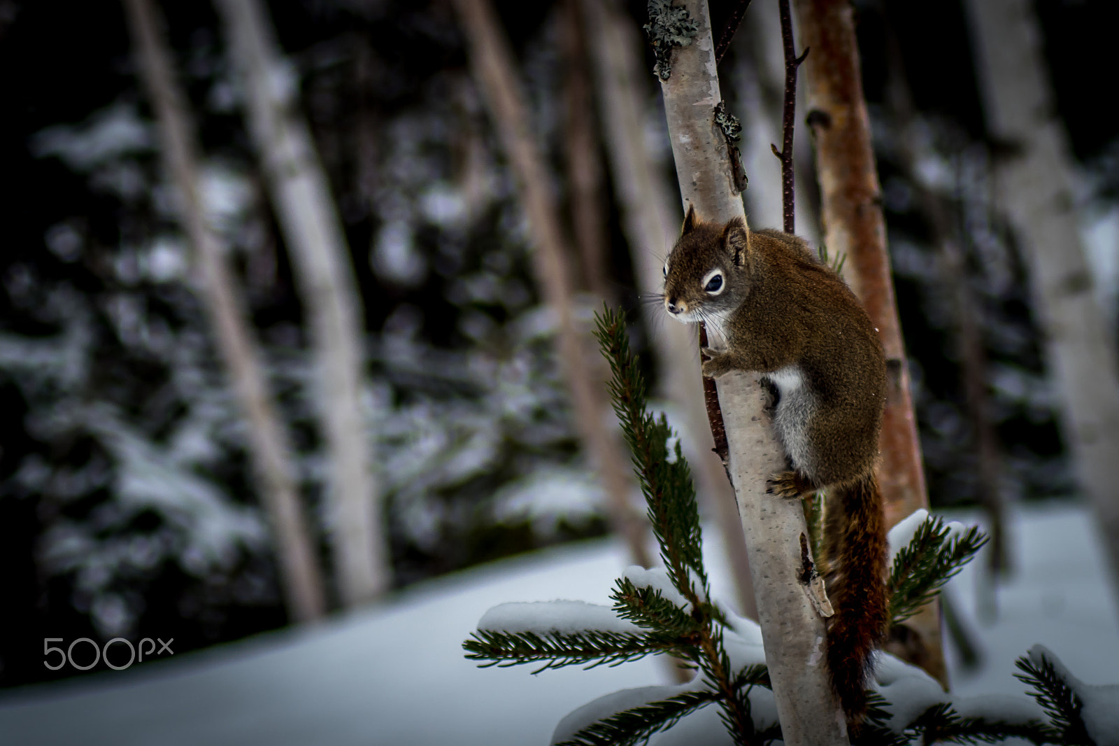 Pentax K-S1 + Tamron AF 70-300mm F4-5.6 LD Macro 1:2 sample photo. Squirrel winter photography