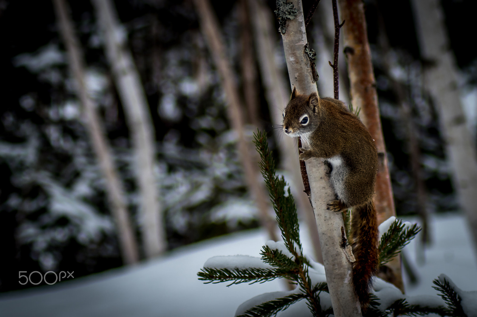 Tamron AF 70-300mm F4-5.6 LD Macro 1:2 sample photo. Squirrel winter photography