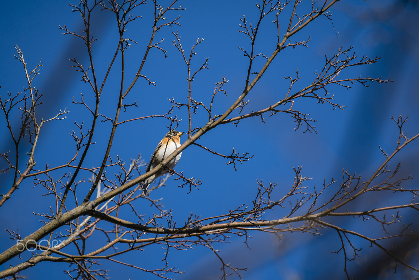 Sony a7R II sample photo. アトリ（brambling） photography