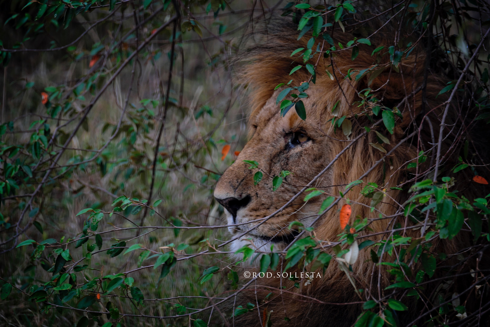 Fujifilm XF 100-400mm F4.5-5.6 R LM OIS WR sample photo. Gentle giant. photography
