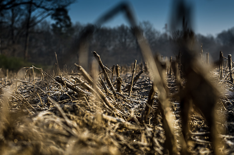 Pentax K-r sample photo. ::promenade hivernale:: photography