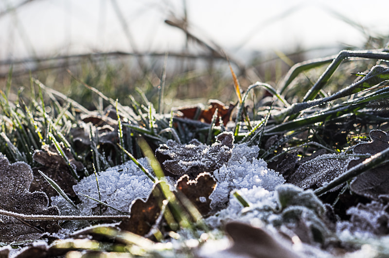 Pentax K-r sample photo. ::promenade hivernale:: photography