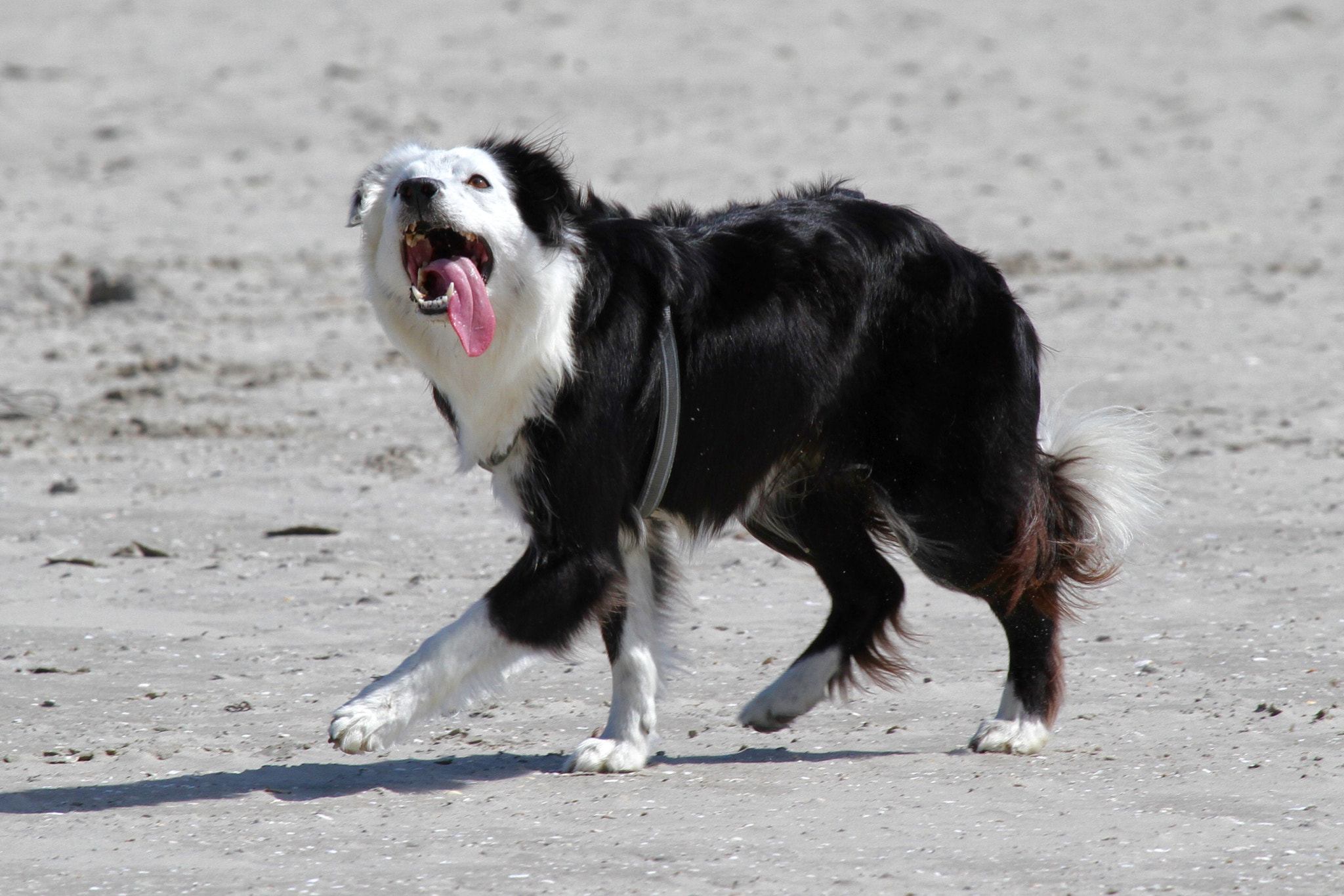 Canon EF 100-400mm F4.5-5.6L IS USM sample photo. Focused on the kite of his boss photography