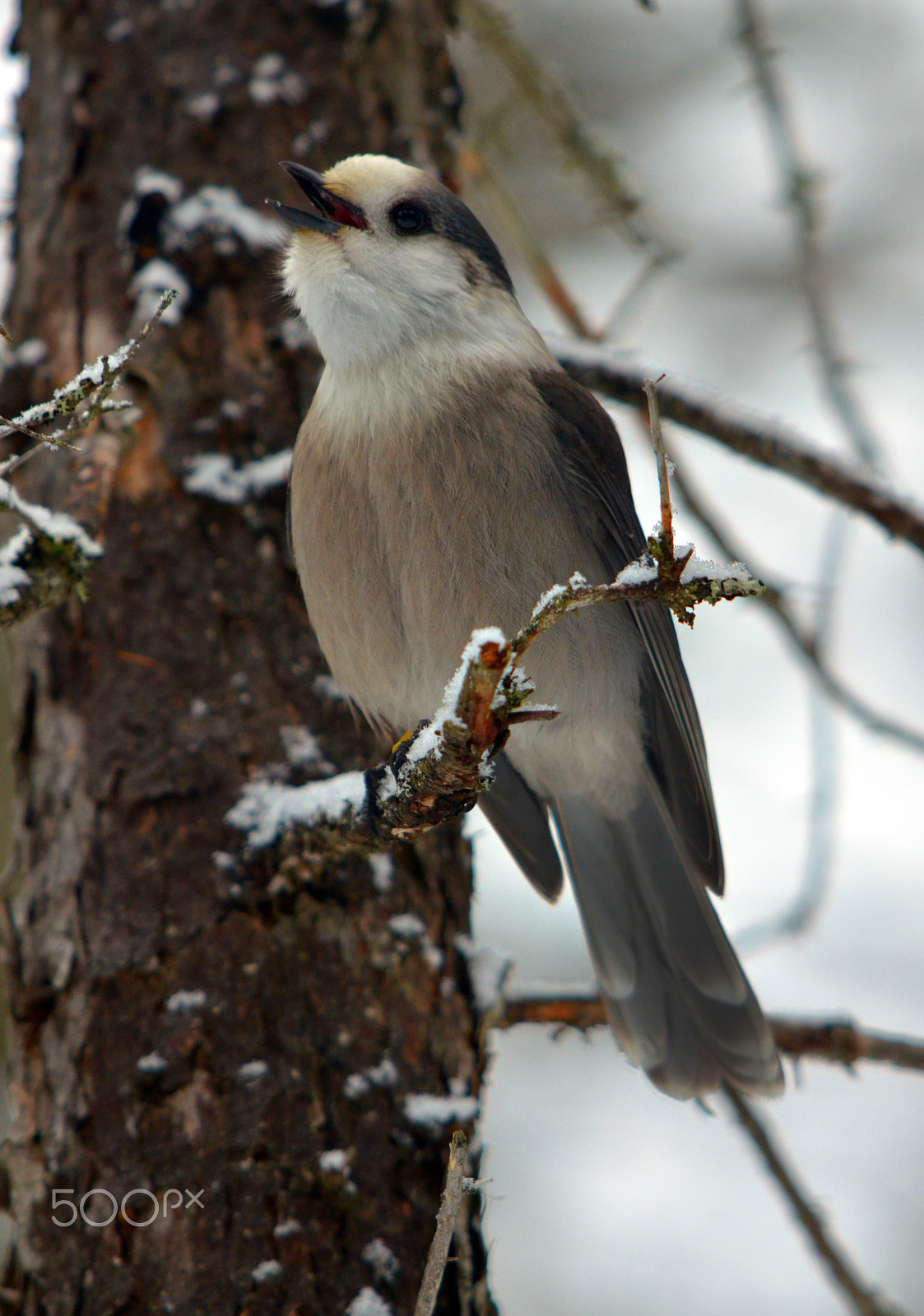 Nikon D7000 + AF Nikkor 20mm f/2.8 sample photo. Gray jay photography