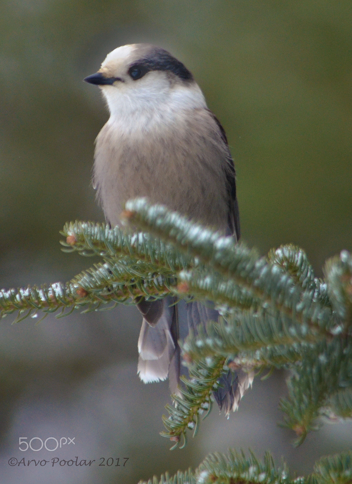 Sigma 18-200mm F3.5-6.3 DC OS HSM sample photo. Gray jay photography