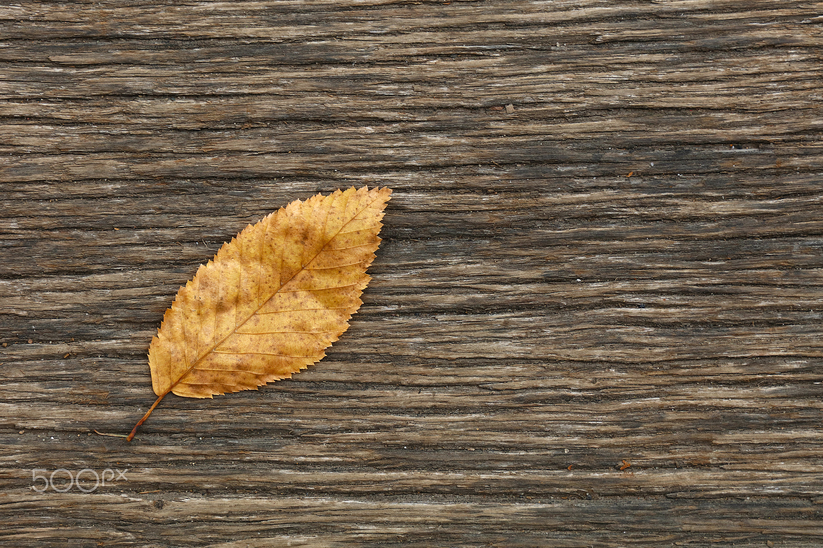 Canon EOS 5DS + Canon EF 24-105mm F3.5-5.6 IS STM sample photo. Yellow fallen autumn leaf on vintage wood photography