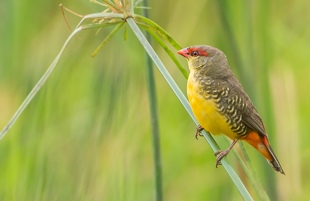 Nikon AF-S Nikkor 600mm F4G ED VR sample photo. Zebra waxbill photography