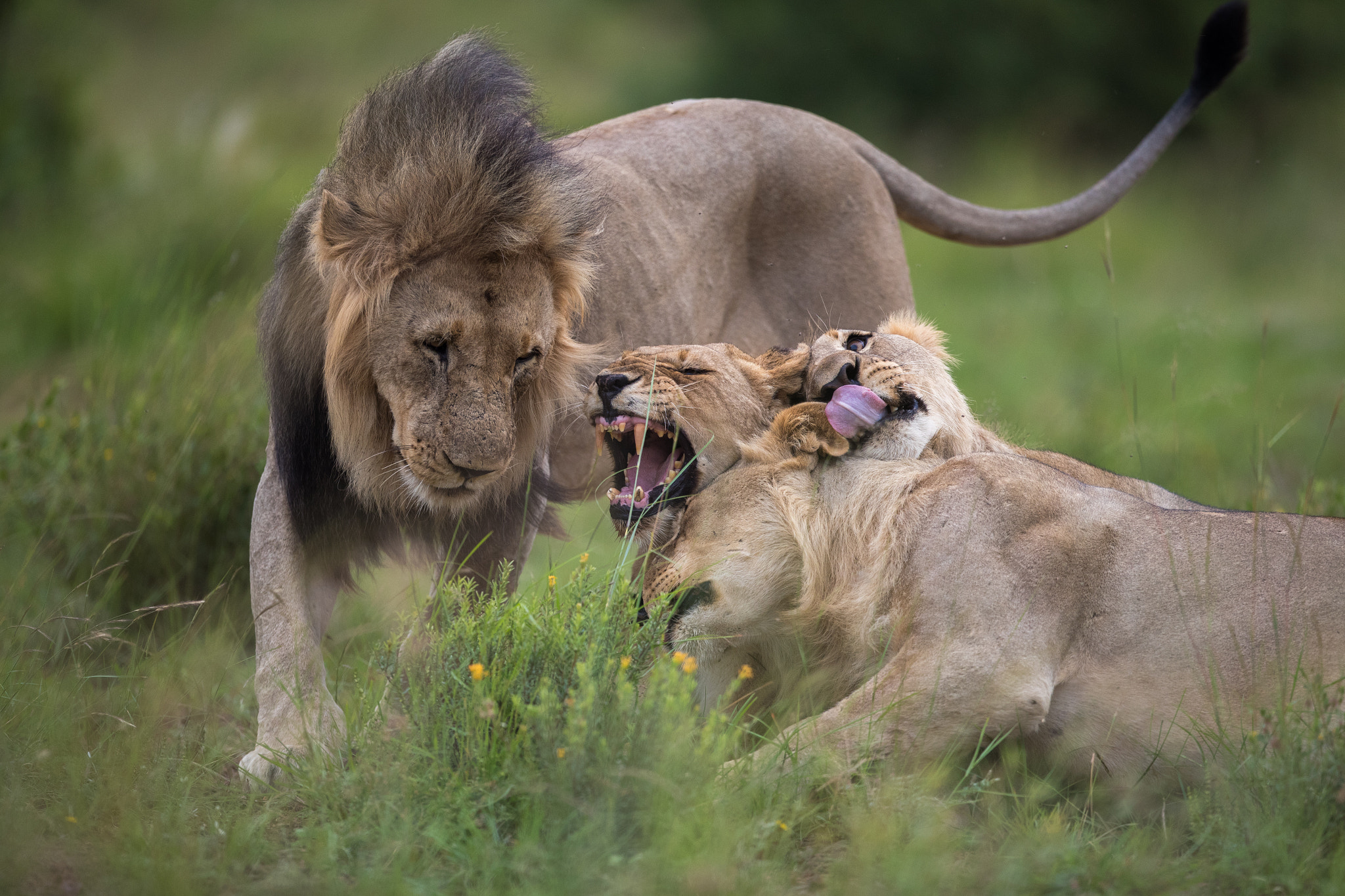 Canon EF 400mm F2.8L IS USM sample photo. Pilanesberg photography