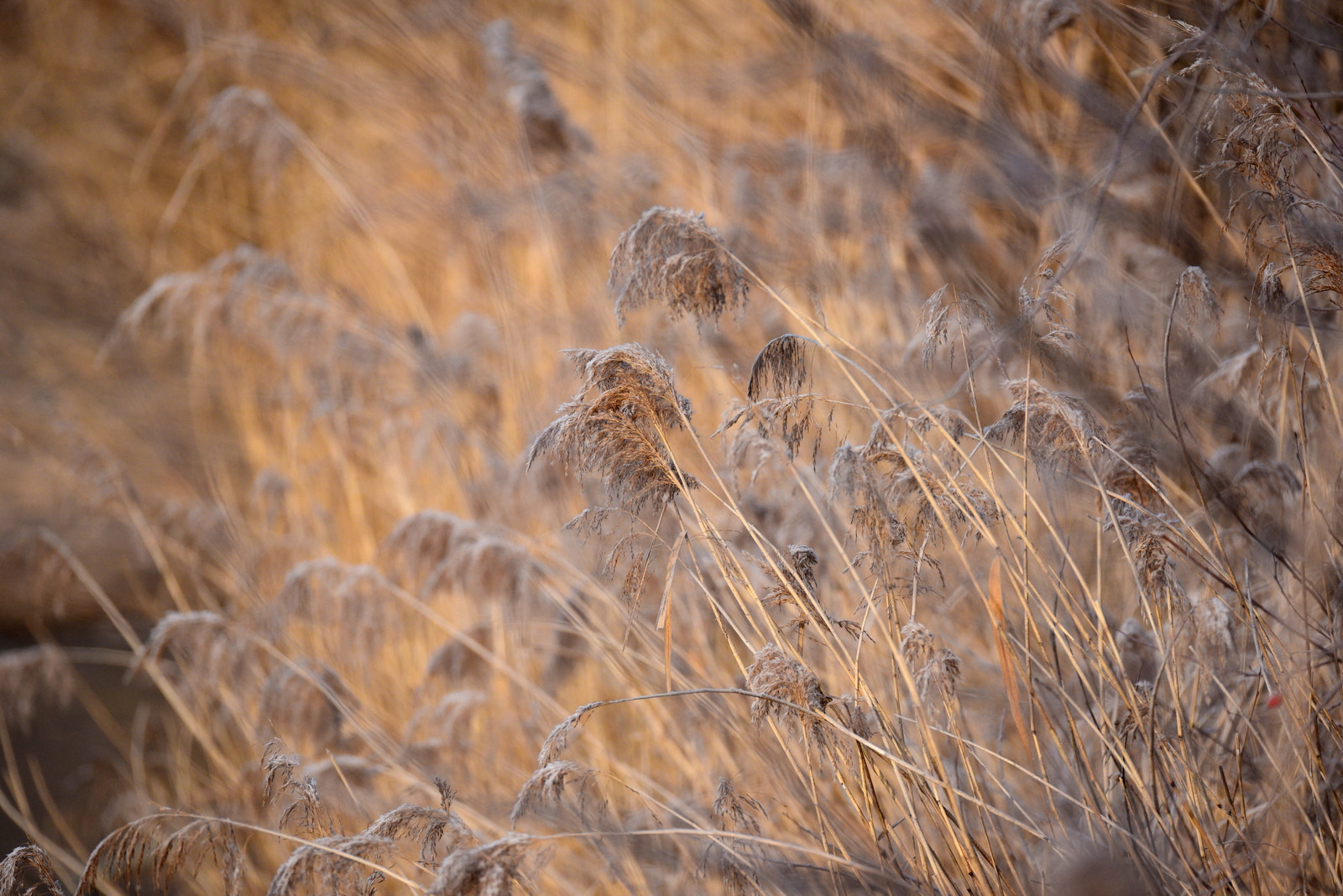 Sigma 150-600mm F5-6.3 DG OS HSM | S sample photo. Paysage d'hiver au bord d'un étang photography