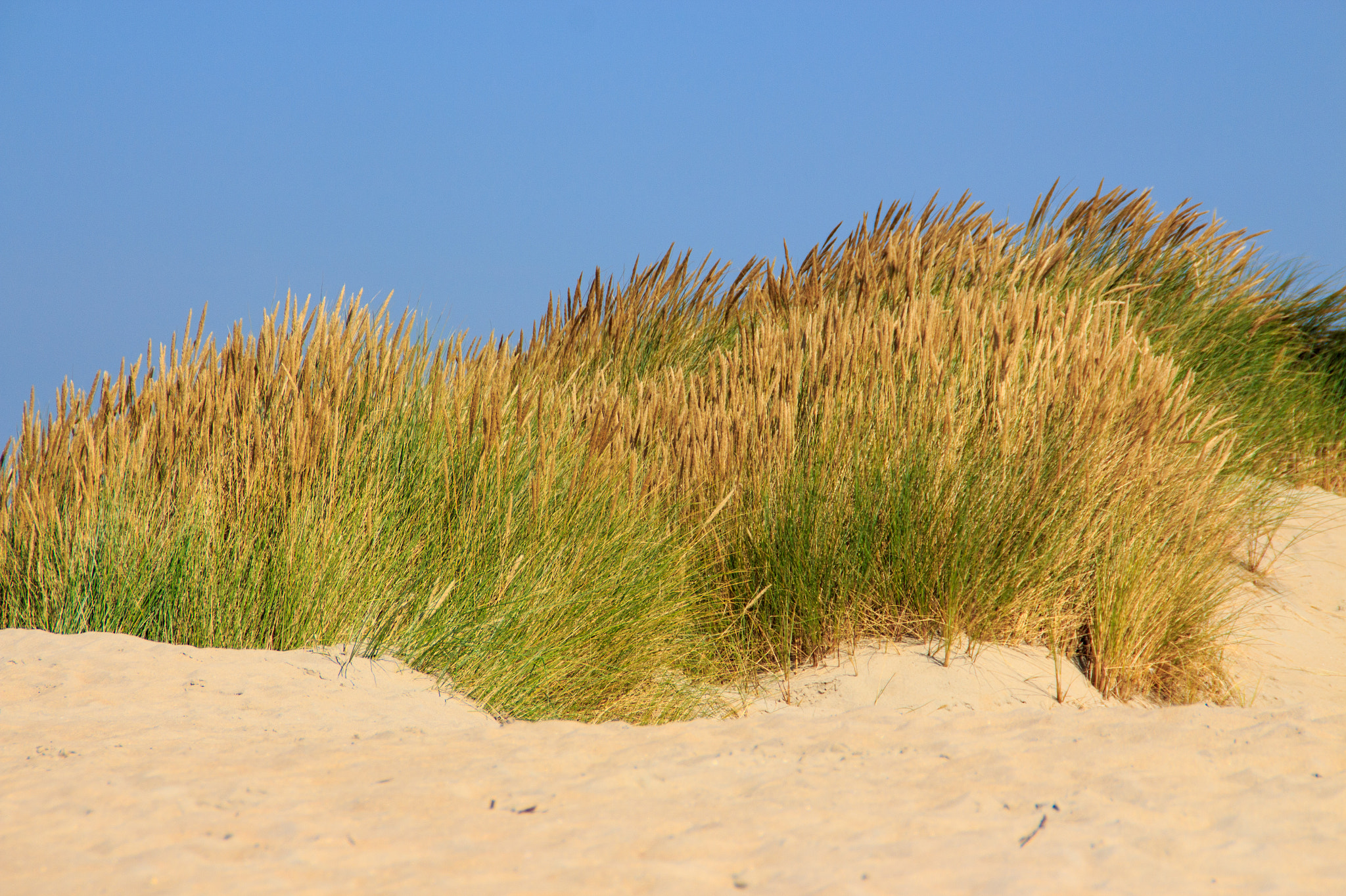 Canon EOS 650D (EOS Rebel T4i / EOS Kiss X6i) sample photo. Dune photography