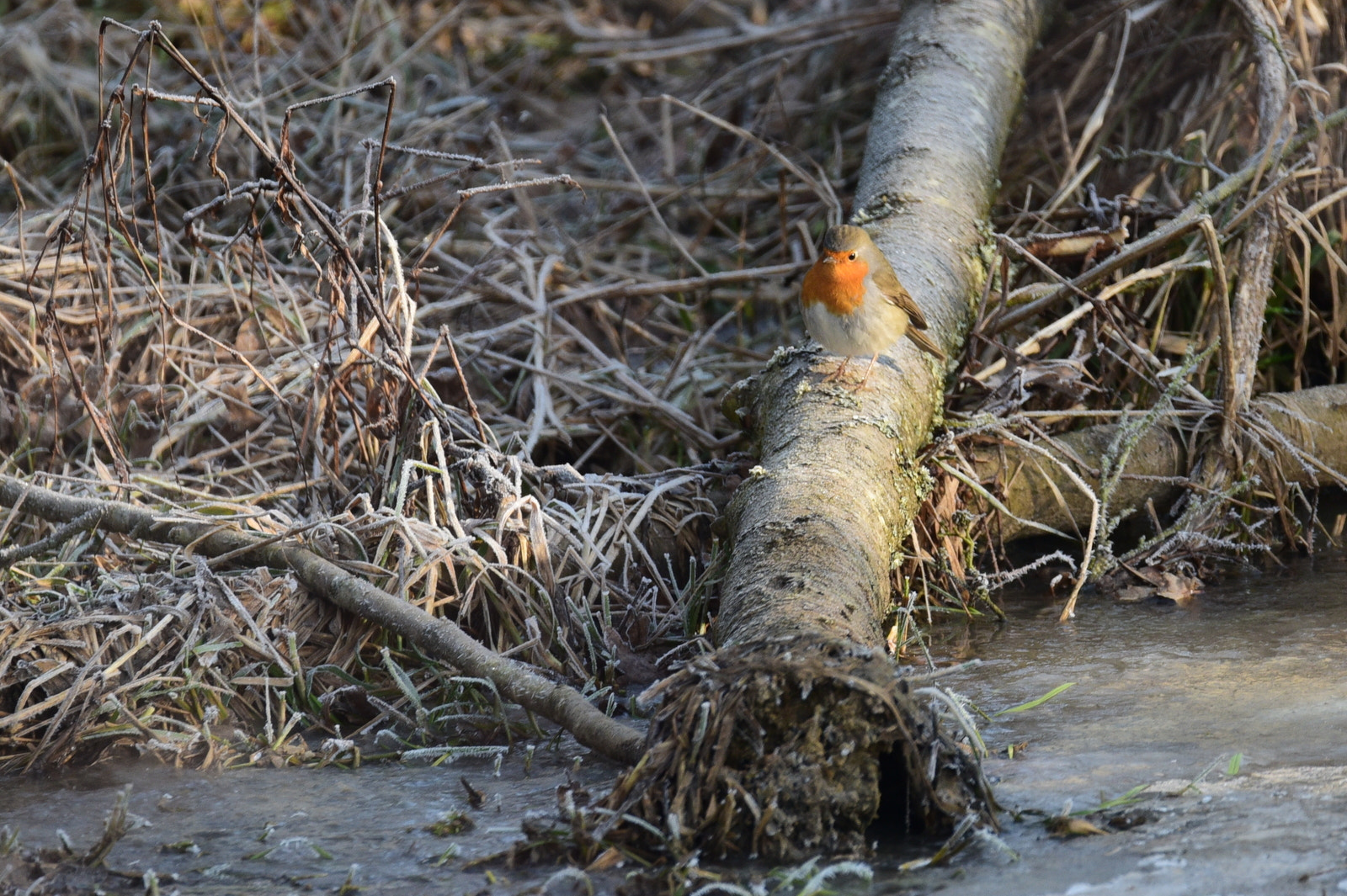 Nikon D750 sample photo. Rouge gorge en bord d'étang gelé photography