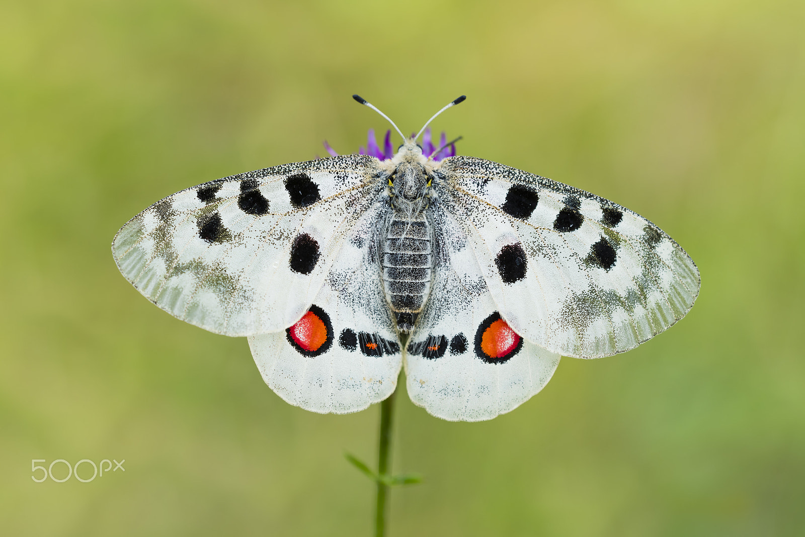 Nikon D810 sample photo. Roter apollofalter weibchen, parnassius apollo lithographicus, f photography