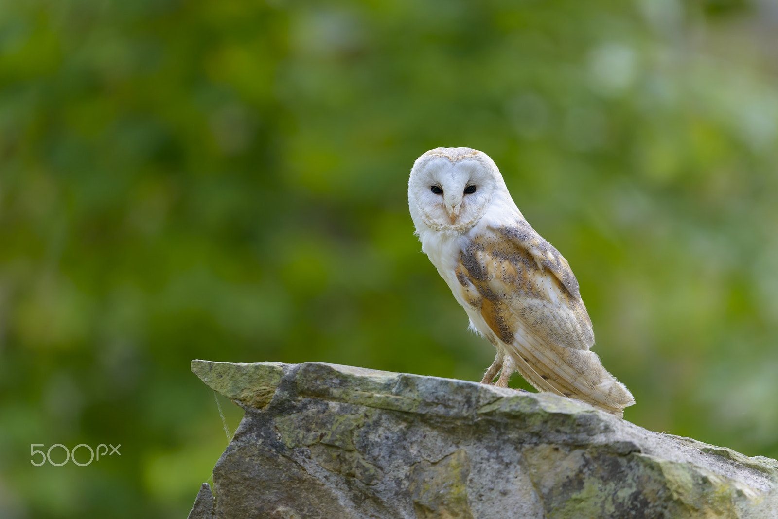 Nikon D800E + Nikon AF-S Nikkor 500mm F4G ED VR sample photo. Schleiereule, tyto alba, barn owl photography