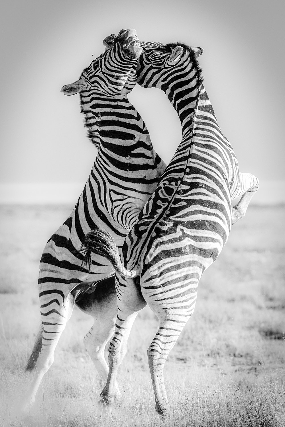 Nikon D810 sample photo. Stallions fight photography