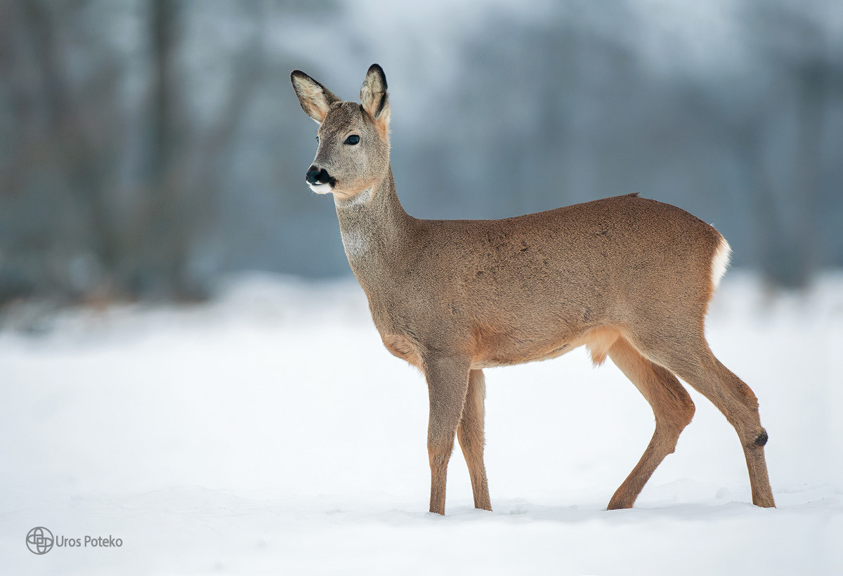 Nikon D300 + Nikon AF-S Nikkor 200-400mm F4G ED-IF VR sample photo. Roe deer photography