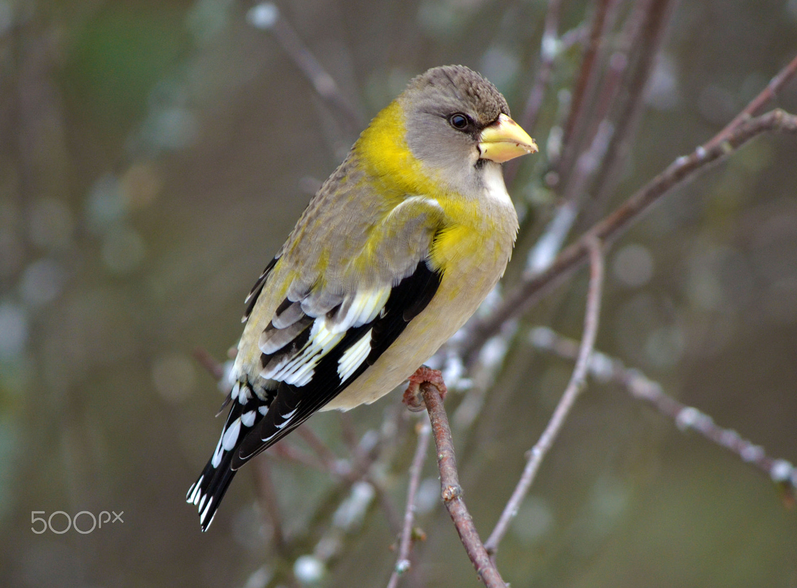 Nikon D7000 sample photo. Evening grosbeak photography