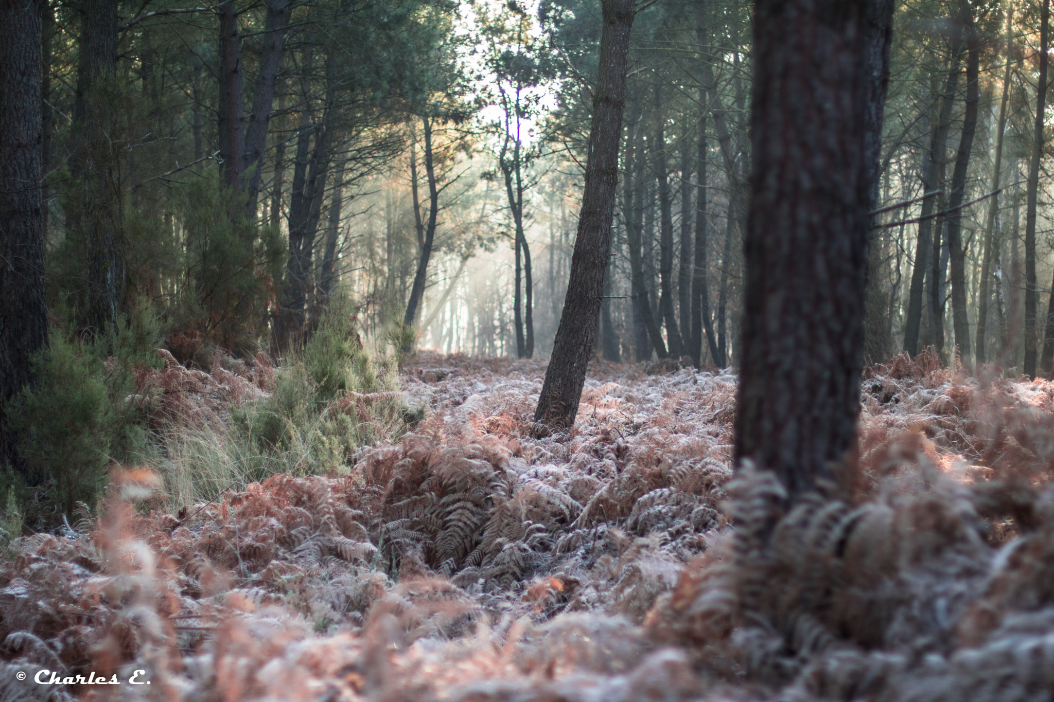 Canon EOS 750D (EOS Rebel T6i / EOS Kiss X8i) + Canon EF 50mm F1.4 USM sample photo. Light in forest photography
