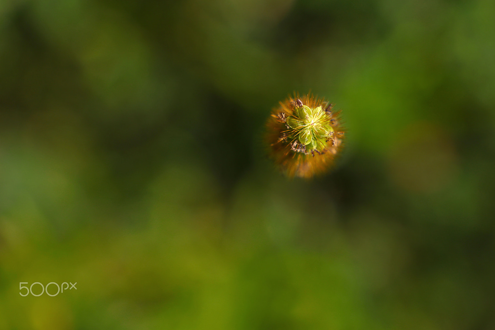 Canon EOS 5DS + Canon EF 24-105mm F3.5-5.6 IS STM sample photo. Grass spikule close up macro over green grass photography