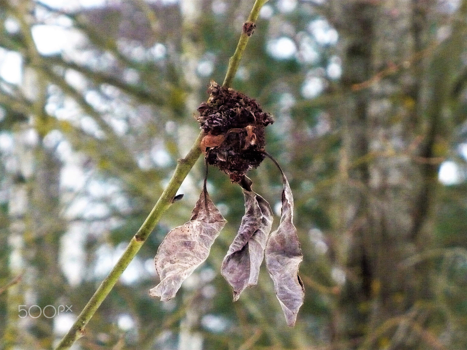 Panasonic DMC-LZ7 sample photo. Dry leaves on a branch photography