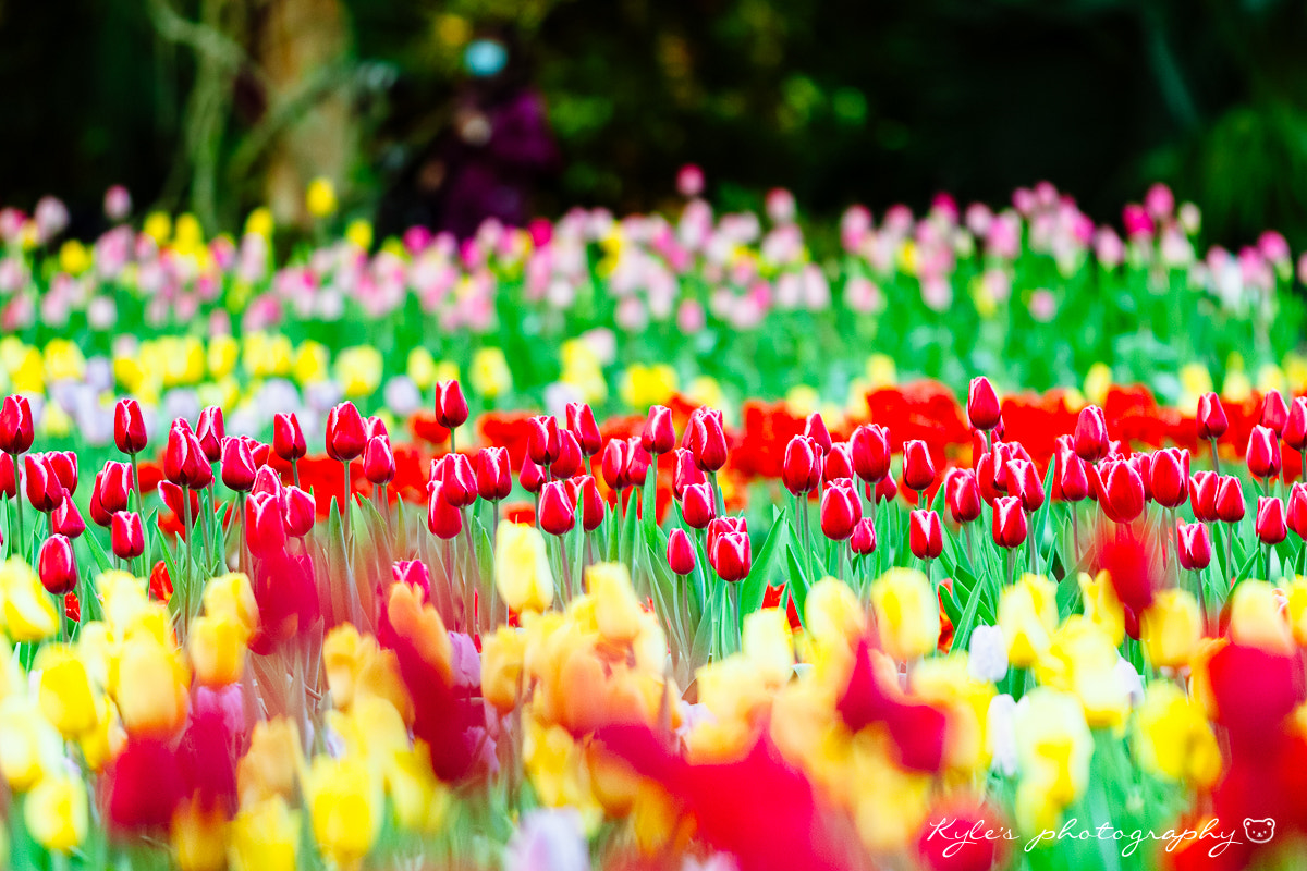 Sigma 150mm F2.8 EX DG Macro HSM sample photo. Tulips photography