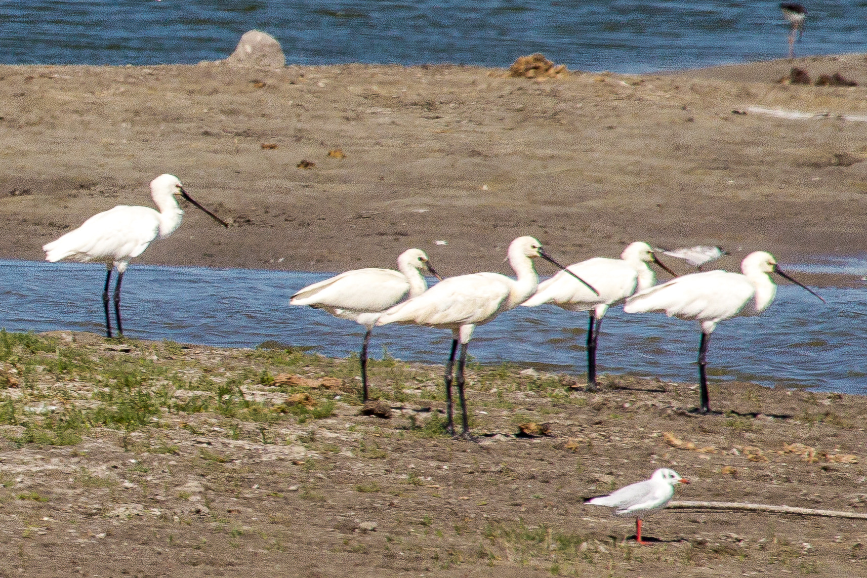 Canon EF 100-400mm F4.5-5.6L IS USM sample photo