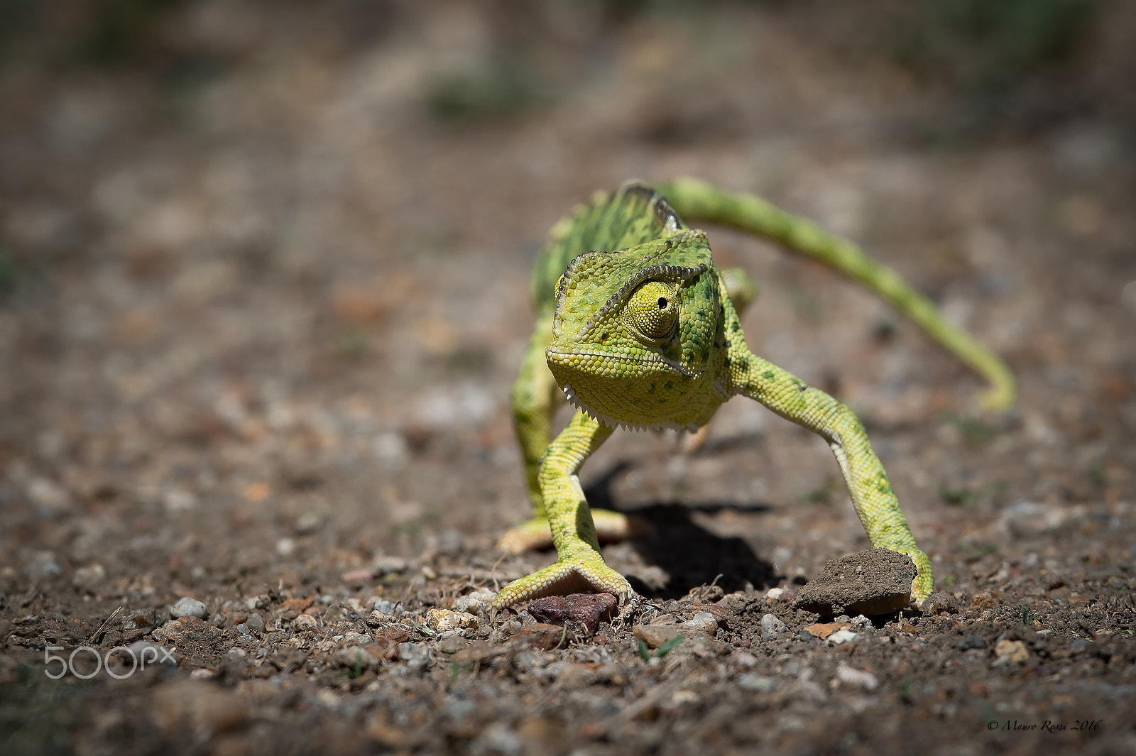 Nikon D4S sample photo. T rex - chameleon photography
