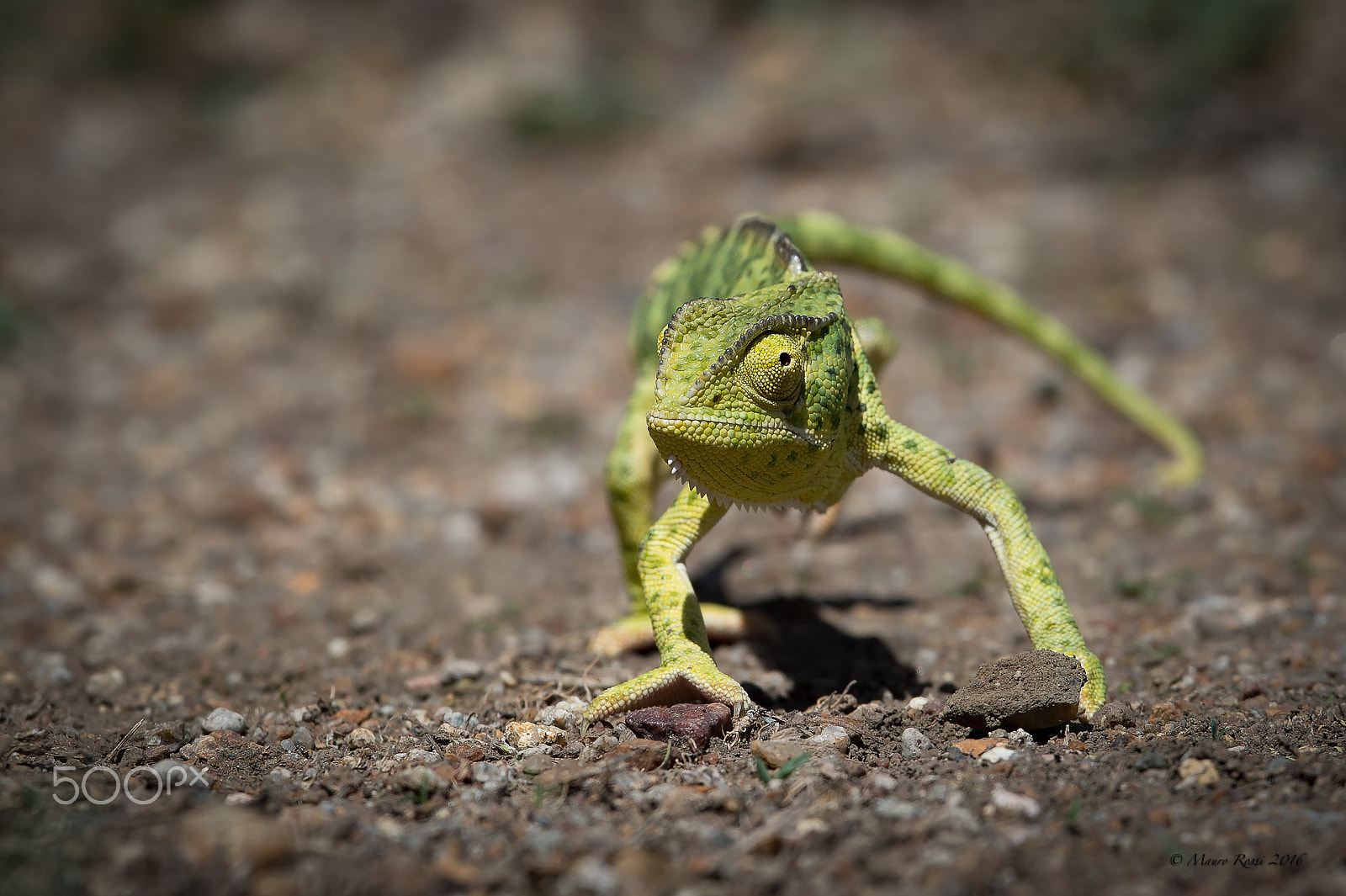 Nikon D4S + Nikon AF-S Nikkor 500mm F4E FL ED VR sample photo. T rex - chameleon photography