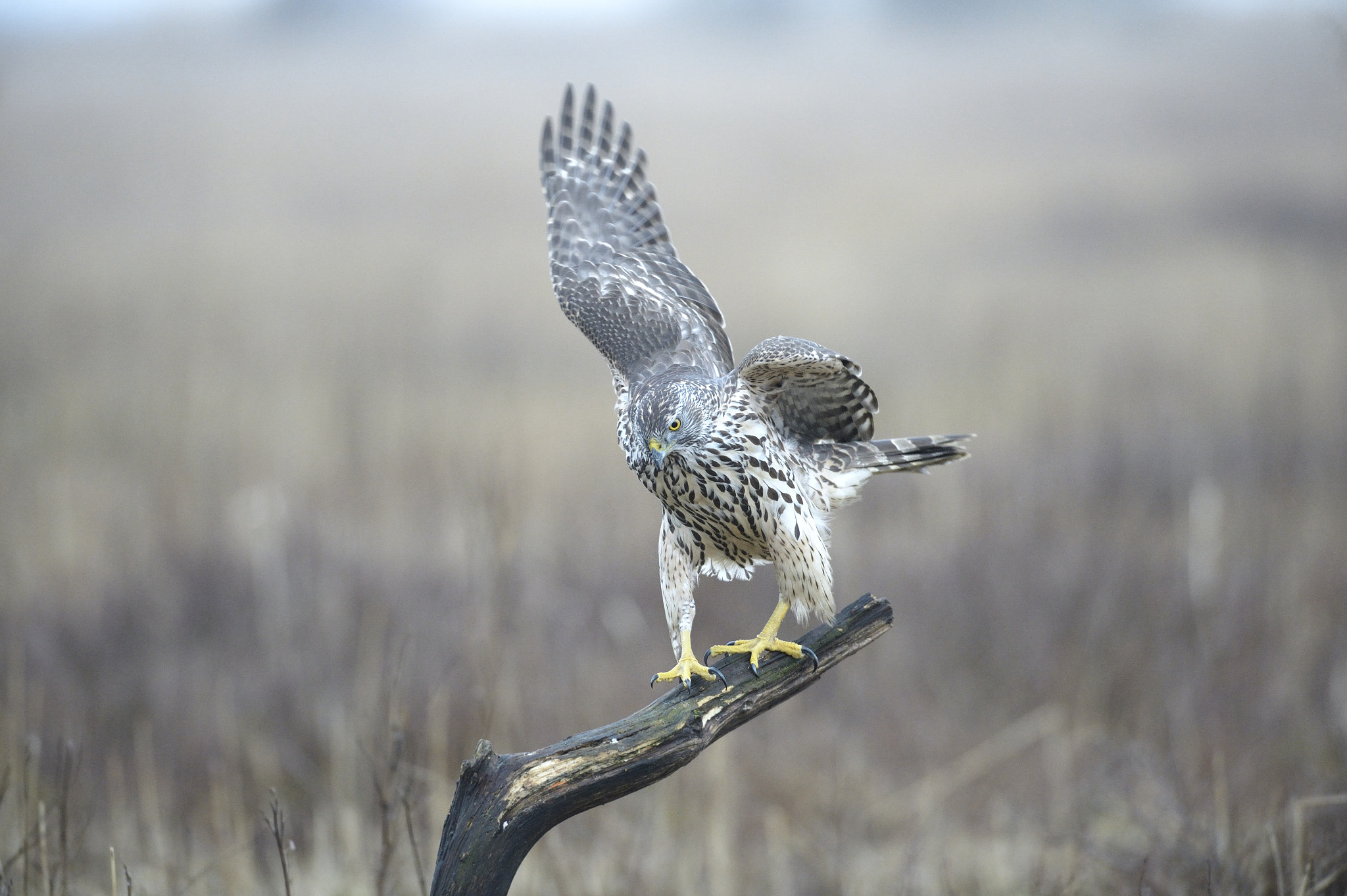 Nikon AF-S Nikkor 500mm F4D ED-IF II sample photo. Young goshawk photography
