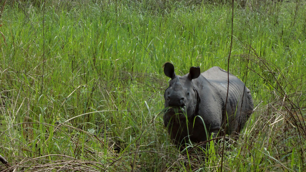 Sony DSC-W580 sample photo. Chitwan wildlife safari tour photography