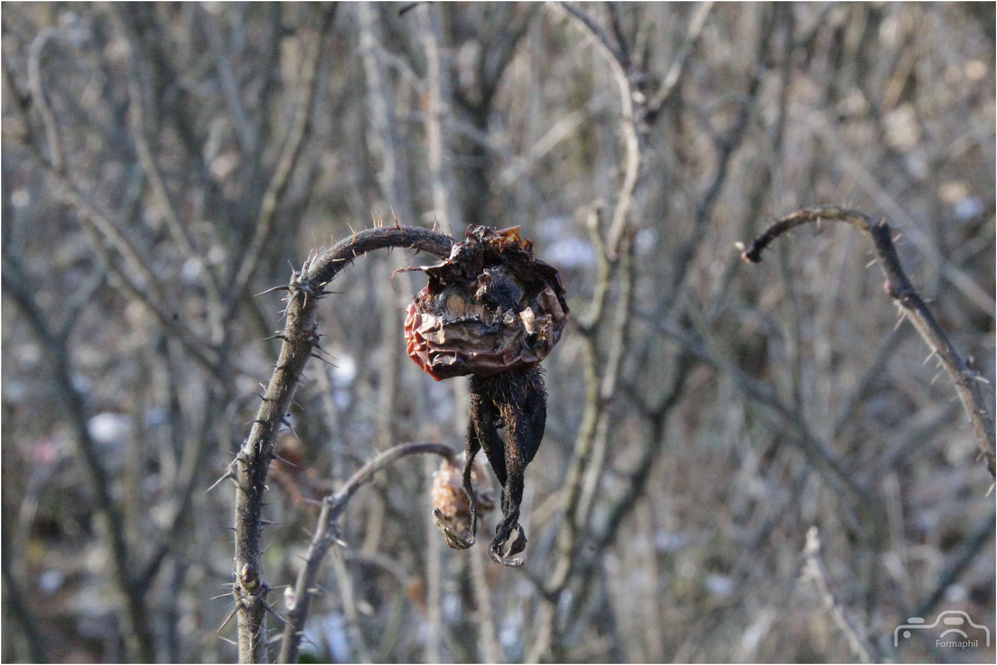 Canon EOS 1200D (EOS Rebel T5 / EOS Kiss X70 / EOS Hi) sample photo. Formaphil neige photography