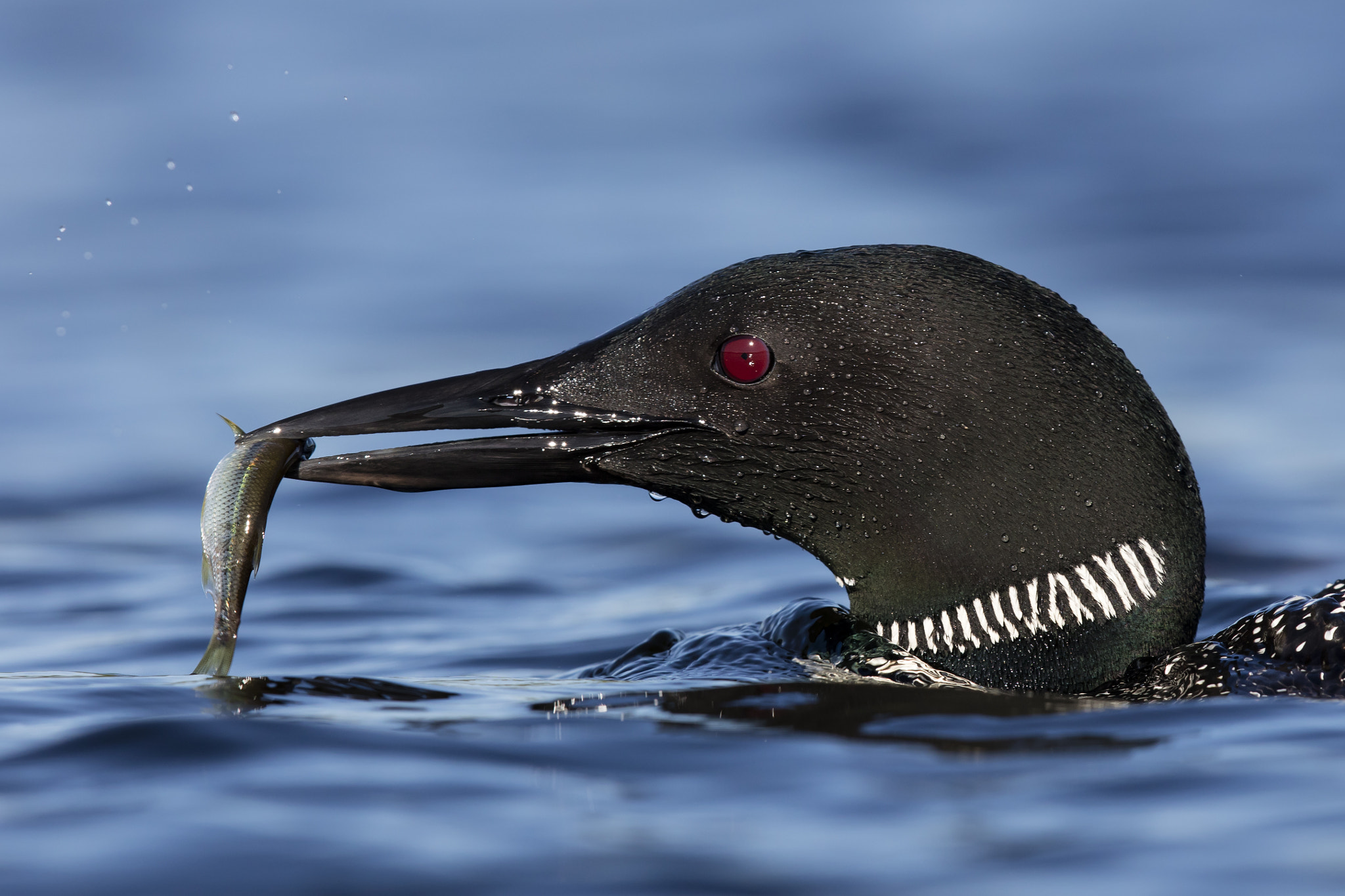 Canon EOS 5DS R sample photo. Common loon fishing photography