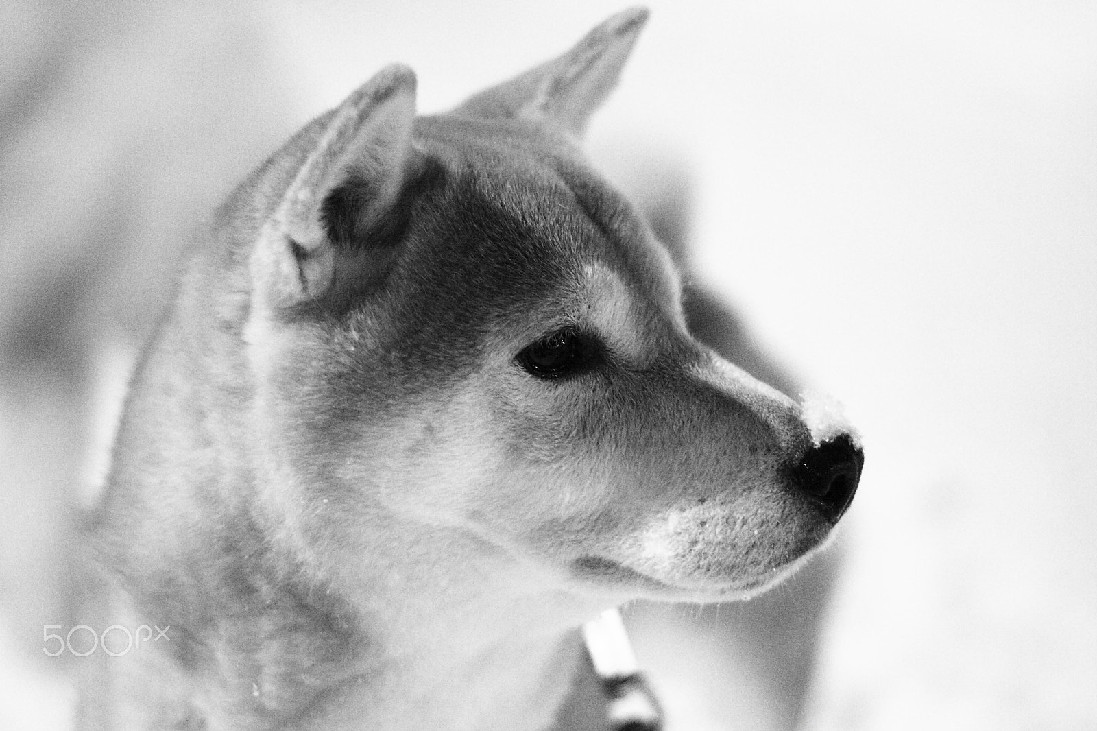Canon EOS 400D (EOS Digital Rebel XTi / EOS Kiss Digital X) + Canon EF 50mm F1.8 II sample photo. Old shiba dog photography