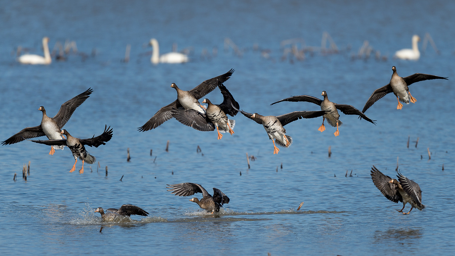Nikon D4S sample photo. Landing geese photography