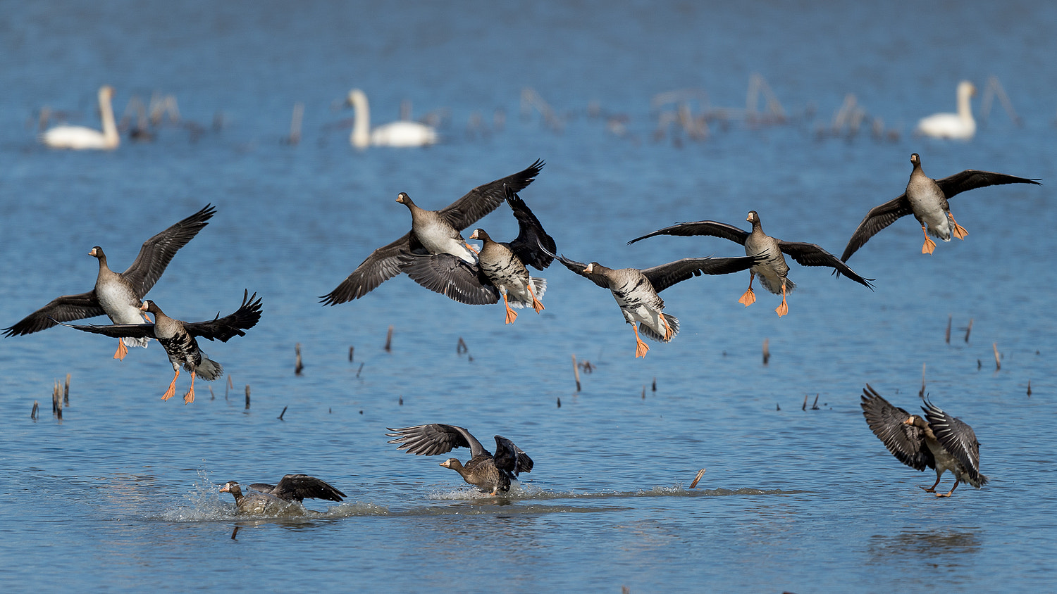 Nikon AF-S Nikkor 600mm F4E FL ED VR sample photo. Landing geese photography