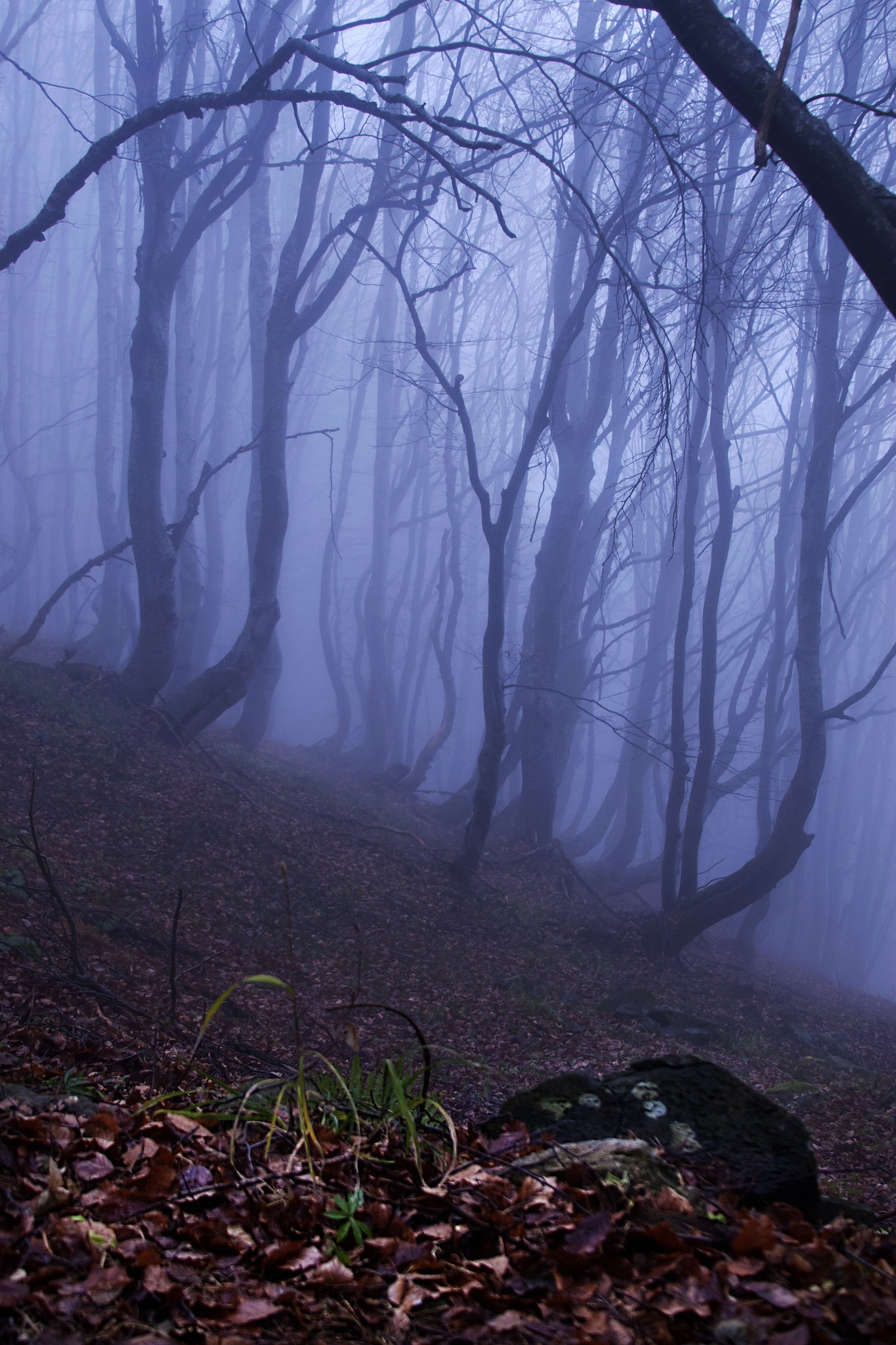 Canon EOS 30D sample photo. Mist in the forest  photography