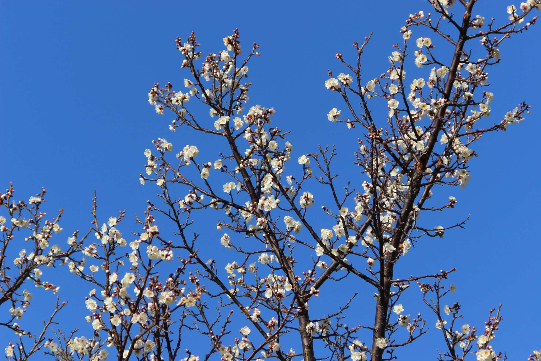 Canon EOS 100D (EOS Rebel SL1 / EOS Kiss X7) sample photo. 春を先取り photography