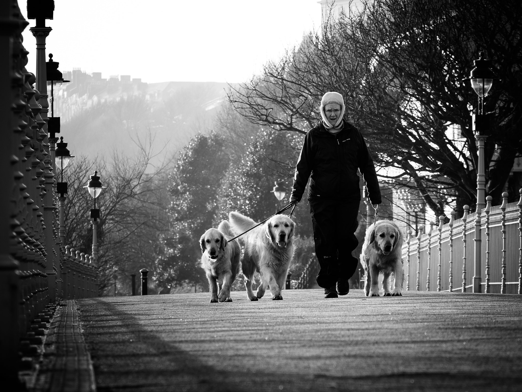 LUMIX G VARIO 35-100/F4.0-5.6 sample photo. Dog walking photography