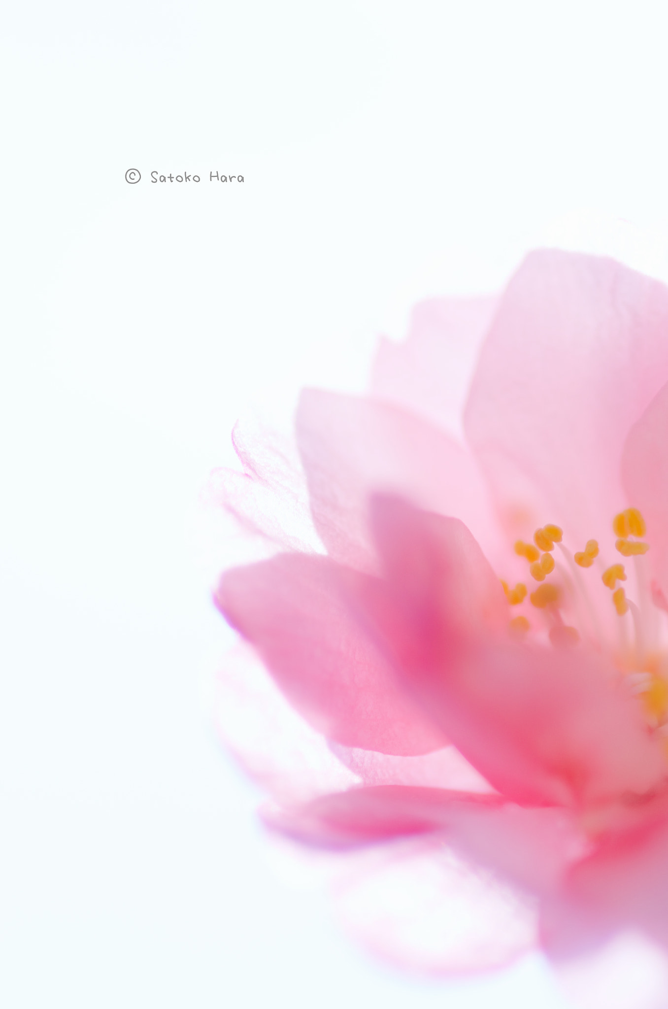 Pentax smc D-FA 100mm F2.8 Macro WR sample photo. Pink photography