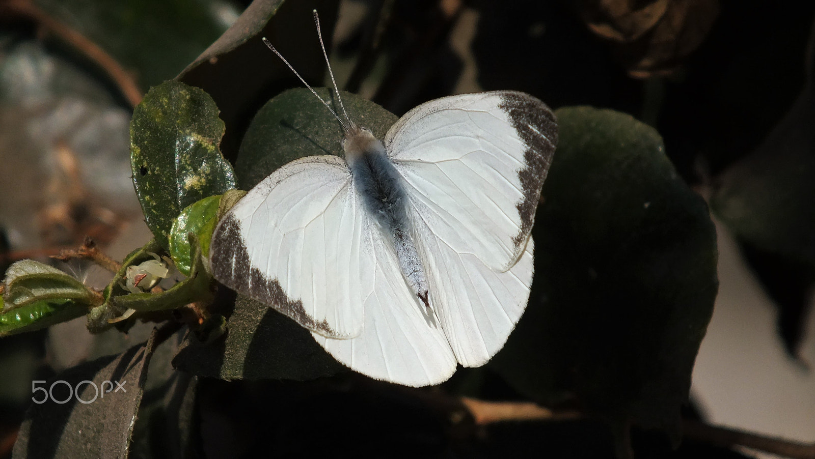 Fujifilm FinePix HS28EXR sample photo. Striped  albatross photography