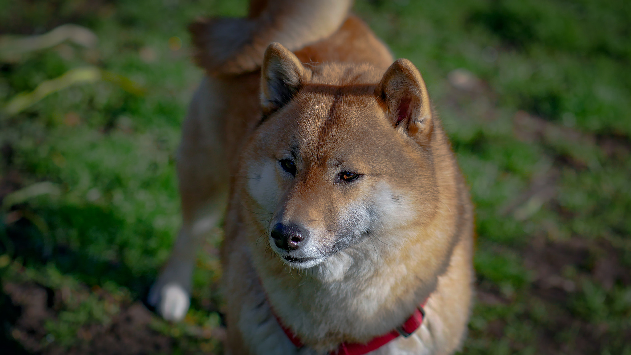 Panasonic Leica DG Nocticron 42.5mm F1.2 ASPH OIS sample photo. Chester photography
