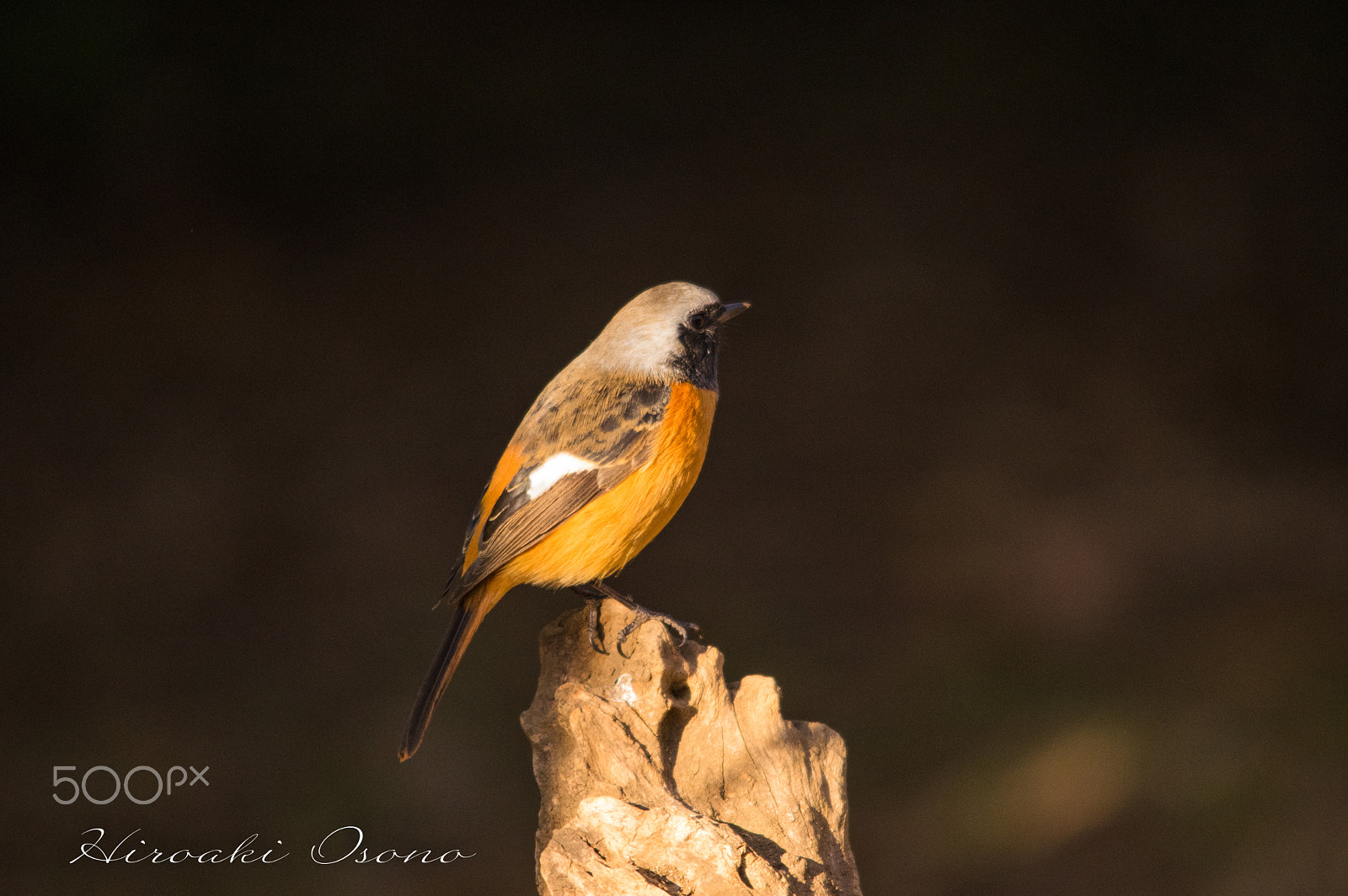 Sigma 150-500mm F5-6.3 DG OS HSM sample photo. Daurian redstart photography