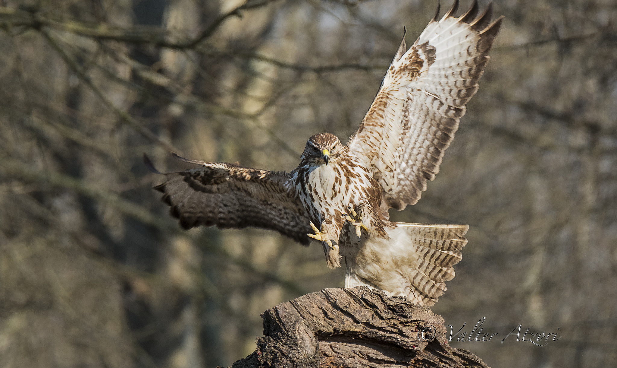 XF100-400mmF4.5-5.6 R LM OIS WR + 1.4x sample photo. Buzzard photography