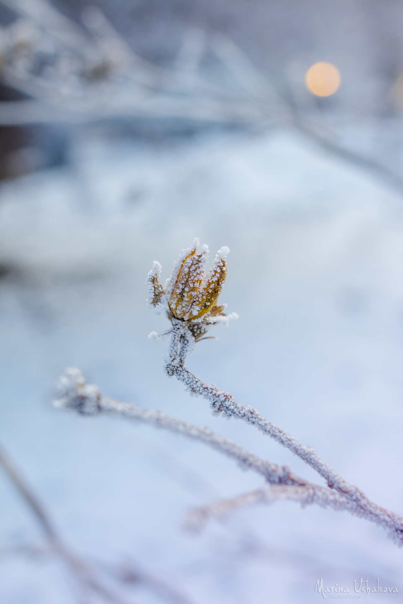 Canon EOS 70D + Canon EF 40mm F2.8 STM sample photo. Winter "flower" photography
