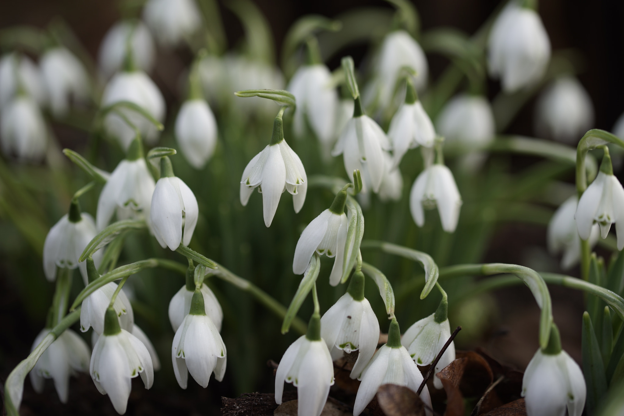 Sony a99 II + 90mm F2.8 Macro SSM sample photo. First snows of winter photography